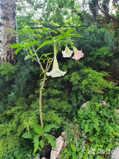 Бругмансия Датура взрослые