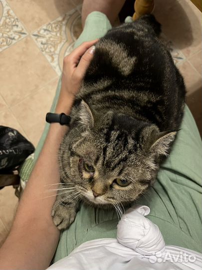 Шотландка Шаня ищет дом