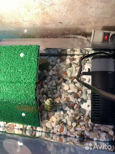 Аквариум с черепашками