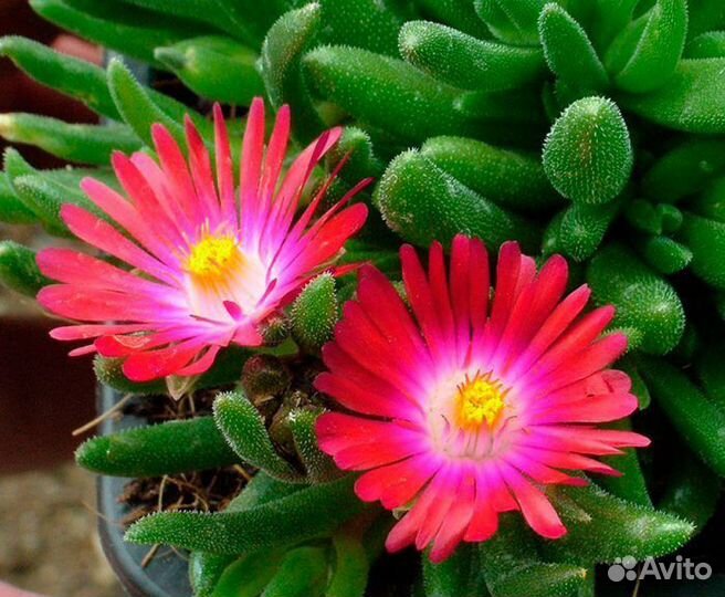 Делосперма