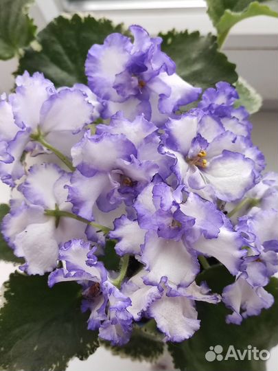 Сортовые фиалки