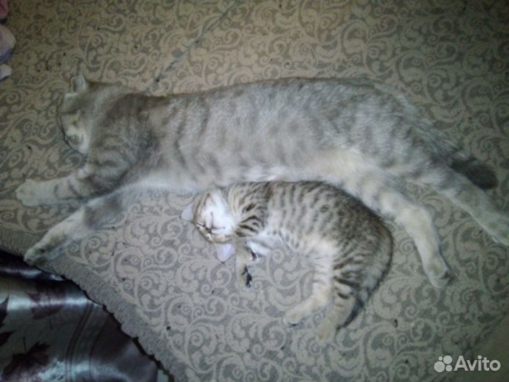 Кошка