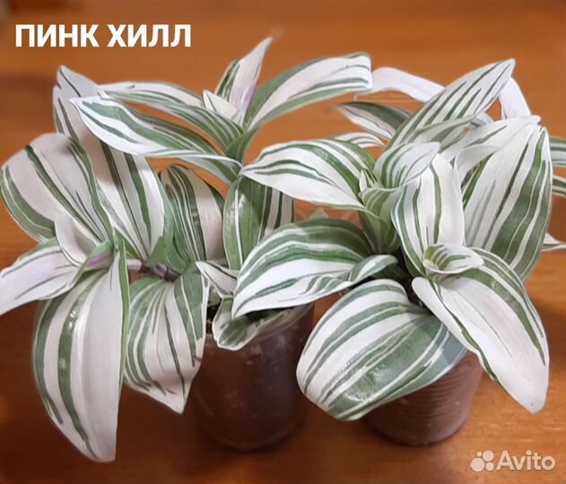 Традесканции сортовые 1