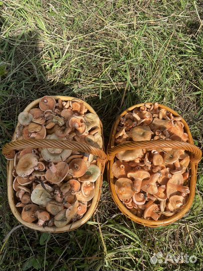Грибы рыжики