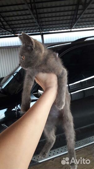 Кошечка в добрые руки