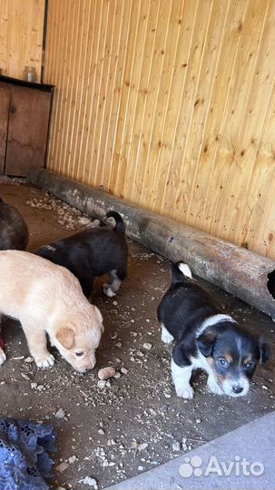 Щенки