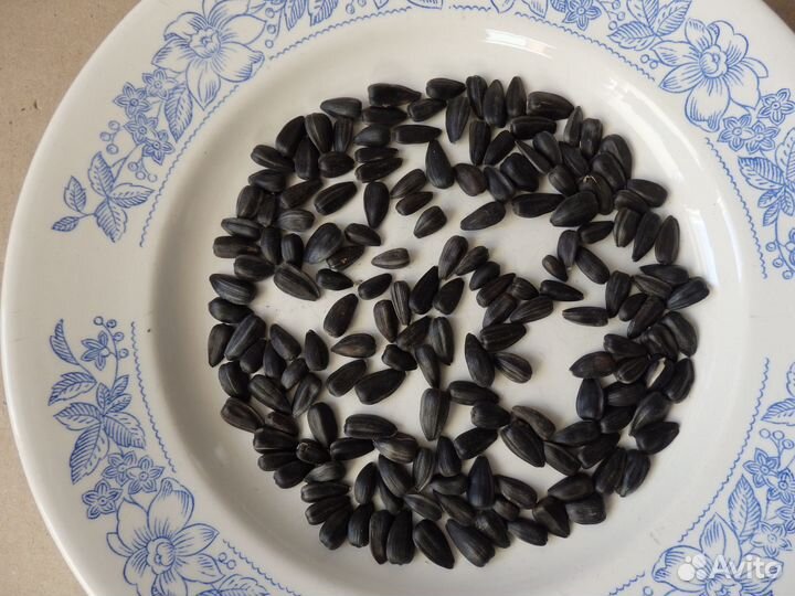 Семена: санберри, подсолнух, тыква-декор., томаты