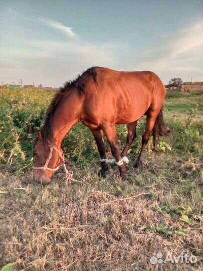 Жеребец 5 лет