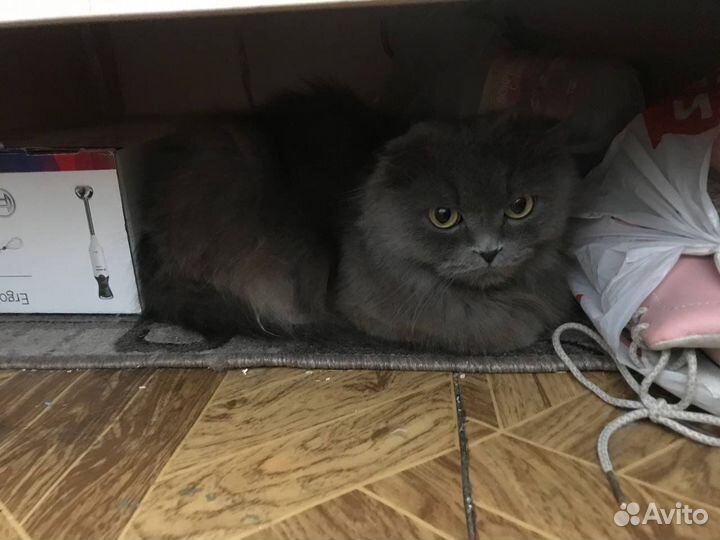 Кошка в дар