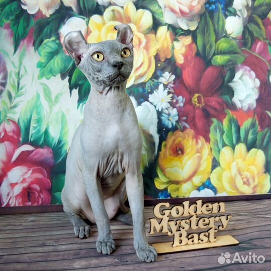 Сфинкс Эльф