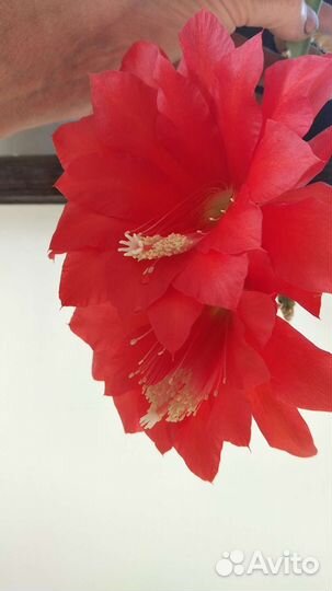 Эпифиллумы Аккермана,царица ночи и другие