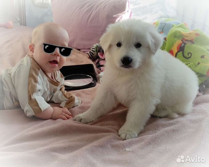 Белый немец щенок