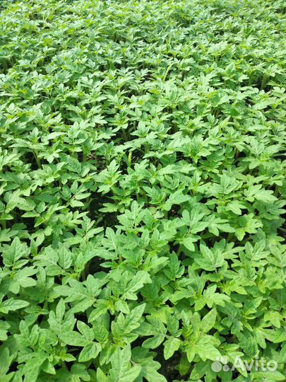 Рассада помидор, перца, капусты, базилика