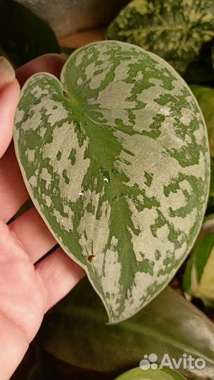 Сциндапсус треби экзотика