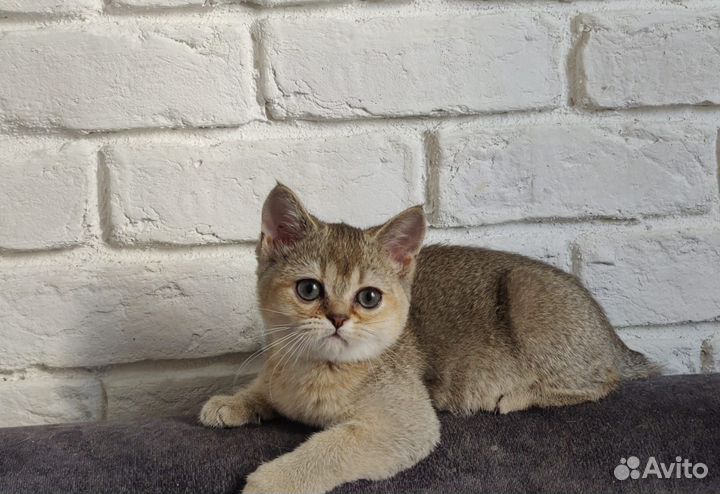 Маленькая пума -страйт