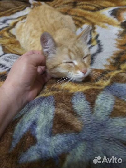 Молодой кастрированый котик