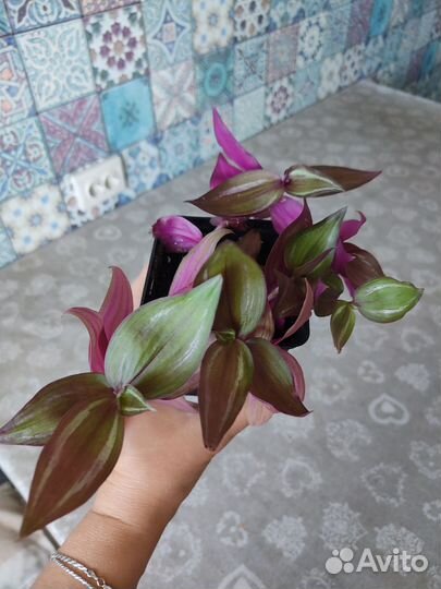 Зебрина Purpusii bruckner