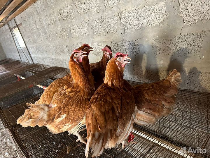 Куры несушки