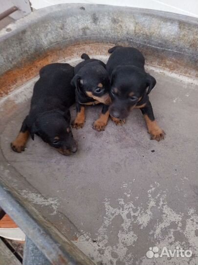 Щенки ягдтерьера