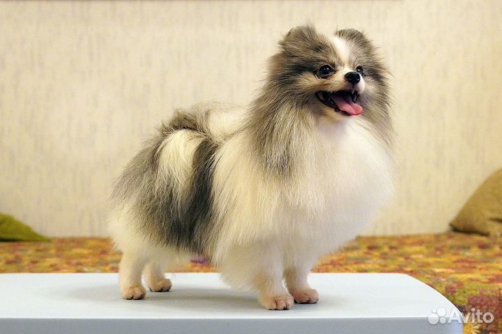 Померанский шпиц мерле