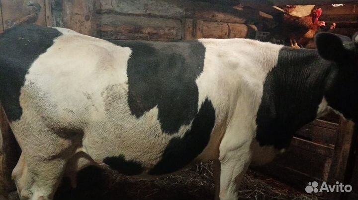 Корова стельная дойная