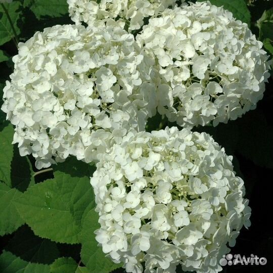Гортензия древовидная