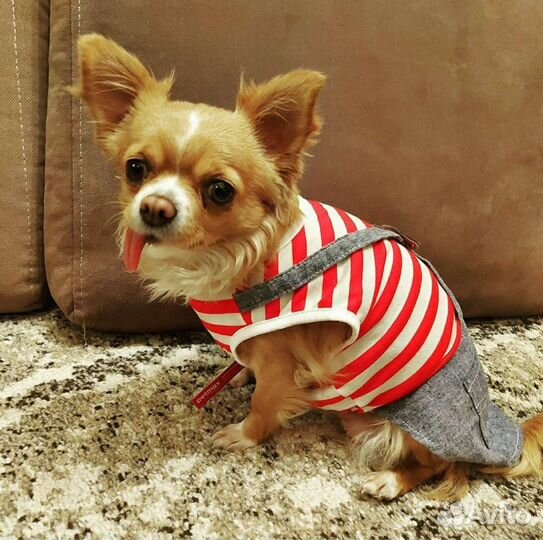 Платье для собак