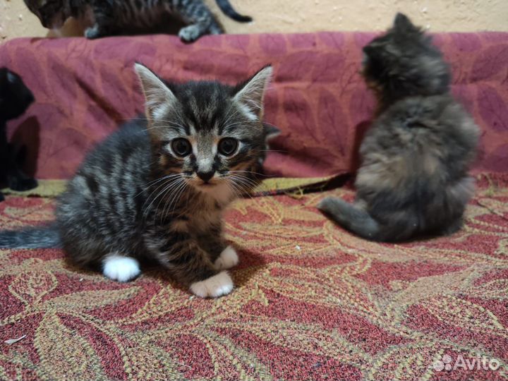 Котята в добрые руки бесплатно