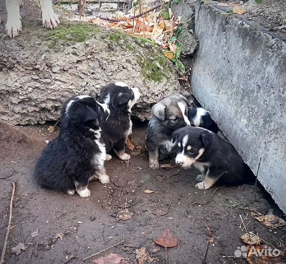 Щенок девочка мальчик 1 месяц