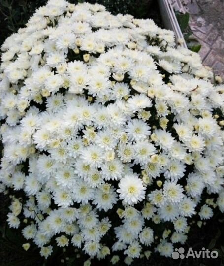 Хризантемы мультифлора