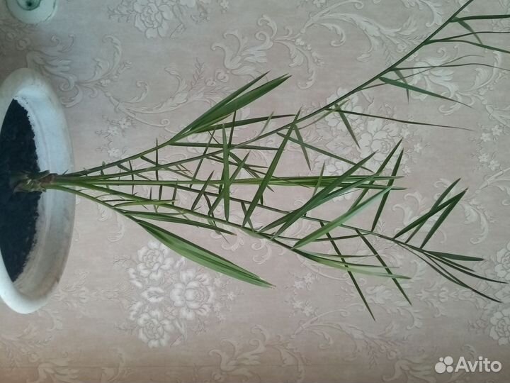 Финиковая пальма