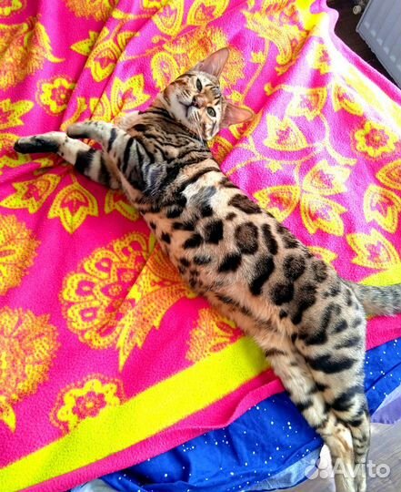 Бенгальский кот