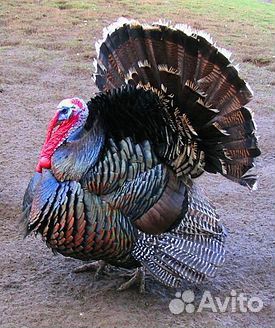 Куры, индюки и утки домашние