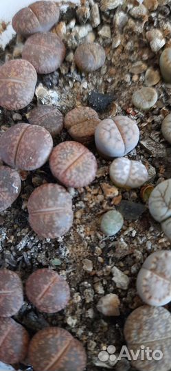 Литопсы живые камни