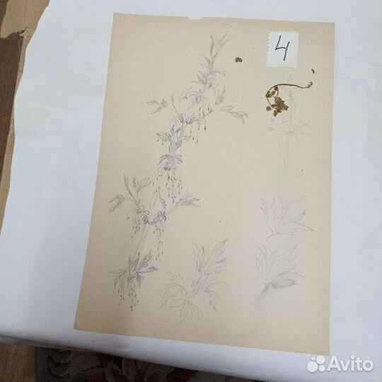 Рисунки батанические