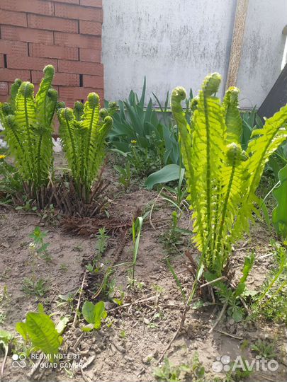 Папоротник садовый