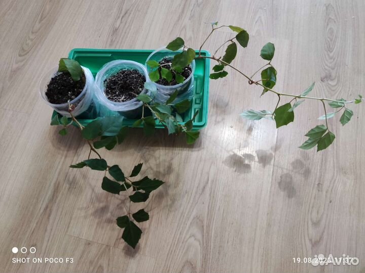 Циссус - комнатный плющ- березка