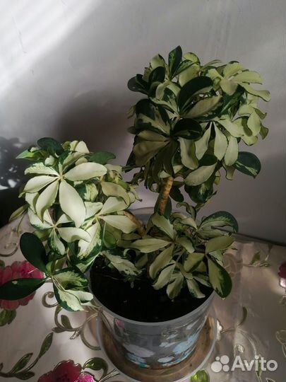 Шефлера вариегатная, спатифиллум домино