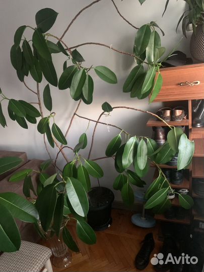 Прлдам фикус , ему 20 лет