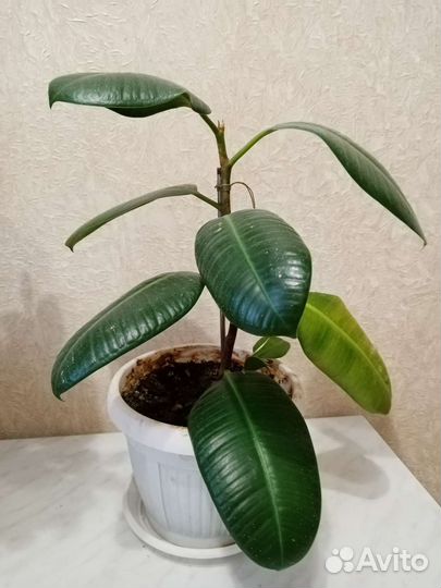 Фикус каучуконосный