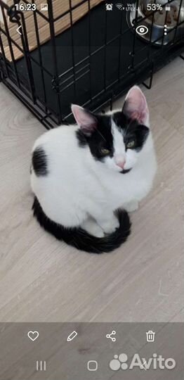 Котенок девочка 4 месяца