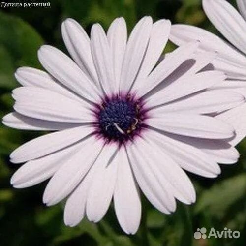 Рассада цветов