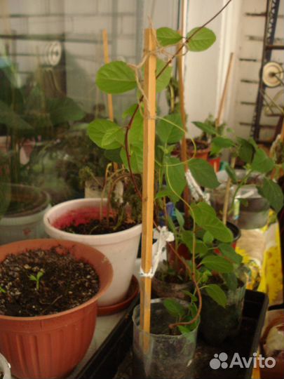 Лимонник китайский