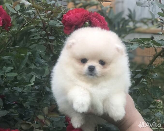 Щенки шпица(девочка)