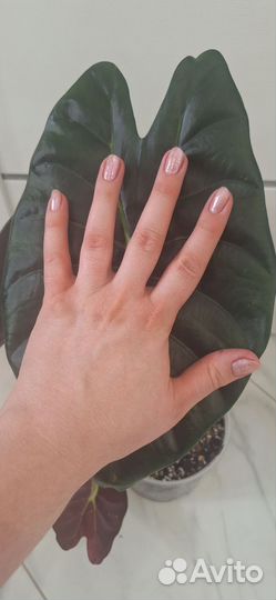 Алоказия Голден Бон (Золотая Кость)