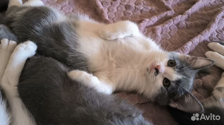 Кошечки в добрые руки