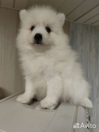 Японский шпиц