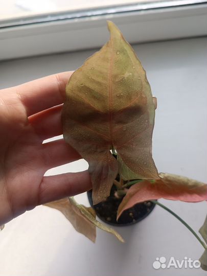 Сингониум розовая икра