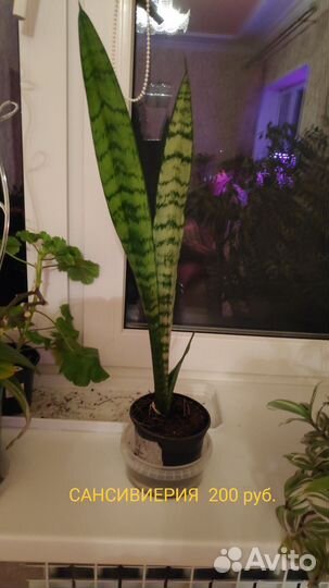 Домашние цветы