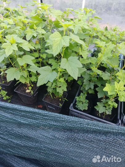 Саженцы черной и Красной смородины